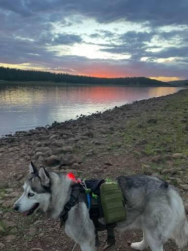 Dog hiking gear laid out for a trail day